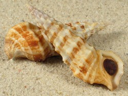 Cerithium alucastrum - Cerithiidae