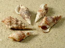 Cerithium atratum - Cerithiidae