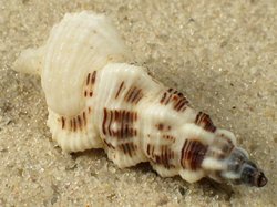 Cerithium citrinum - Cerithiida