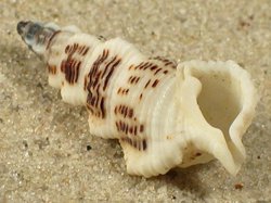 Cerithium citrinum - Cerithiida