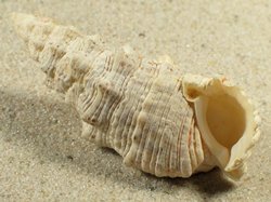 Cerithium echinatum - Cerithiidae