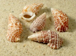 Cerithium litteratum - Cerithiidae