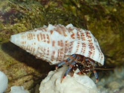 Cerithium litteratum - Cerithiidae