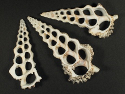 Cerithium nodulosum - Cerithiidae