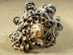 Cerithium nodulosum - Cerithiidae