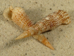 Cerithium ophioderma - Cerithiidae
