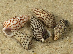 Cerithium punctatum - Cerithiidae