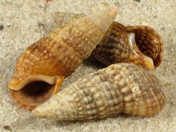 Cerithium lividulum - Cerithiidae