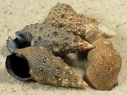 Cerithium stercusmuscarum - Cerithiidae