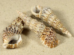 Cerithium vulgatum - Cerithiidae