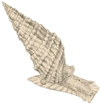 Cerithium vulgatum - Cerithiidae