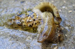 Cerithium vulgatum - Cerithiidae