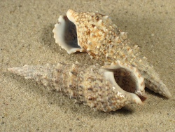 Cerithium vulgatum - Cerithiidae