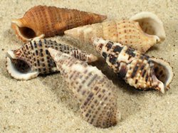 Cerithium zonatum - Cerithiida