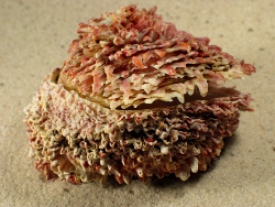 Chama dunkeri - Chamidae