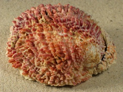 Chama dunkeri - Chamidae