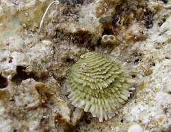 Chama gryphoides - Chamidae