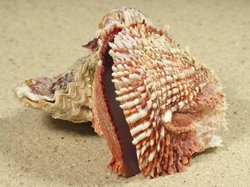 Chama pacifica - Chamidae