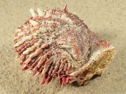 Chama pacifica - Chamidae