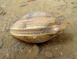 Chamelea gallina - Veneridae