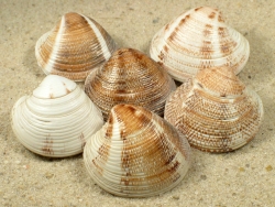 Chamelea gallina - Veneridae