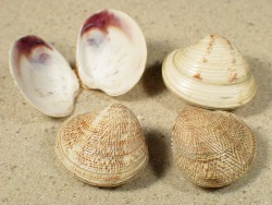 Chamelea gallina - Veneridae