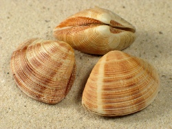 Chamelea striatula - Veneridae