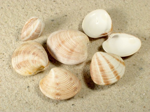 Chamelea striatula - Veneridae