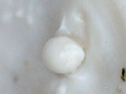 Chamelea gallina - Veneridae