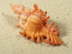 Chicoreus aculeatus - Muricidae