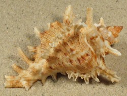 Chicoreus asianus - Muricidae