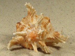 Chicoreus asianus - Muricidae