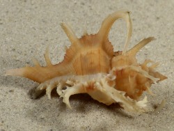 Chicoreus axicornis - Muricidae