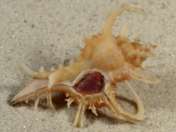 Chicoreus axicornis - Muricidae