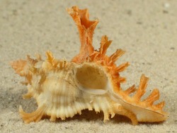 Chicoreus banksii - Muricidae