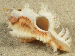 Chicoreus banksii - Muricidae