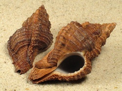 Chicoreus capucinus - Muricidae