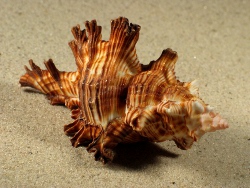 Chicoreus palmarosae - Muricidae