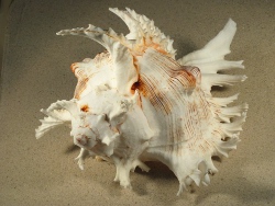 Chicoreus ramosus - Muricidae