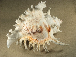 Chicoreus ramosus - Muricidae