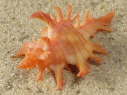 Chicoreus rossiteri - Muricidae