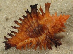 Chicoreus strigatus - Muricidae