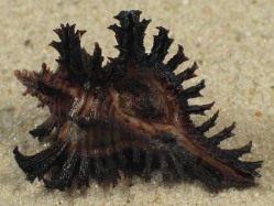 Chicoreus strigatus - Muricidae