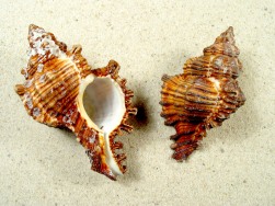 Chicoreus torrefactus - Muricidae