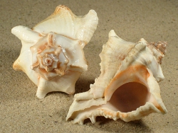 Chicoreus virgineus - Muricidae