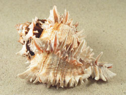 Hexaplex regius - Muricidae