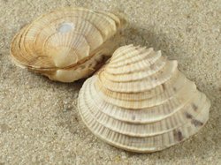 Chione cancellata - Veneridae