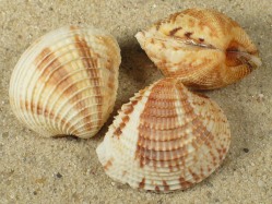 Chione cancellata - Veneridae