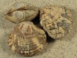 Chione cancellata - Veneridae