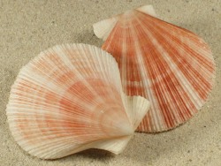 Chlamys behringiana - Pectinidae